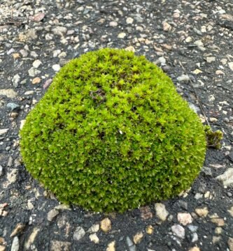 a patch of green moss growing on the ground