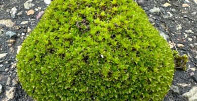 a patch of green moss growing on the ground